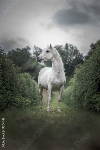 Fototapeta Naklejka Na Ścianę i Meble -  Weißes Pferd Schimmel Natur