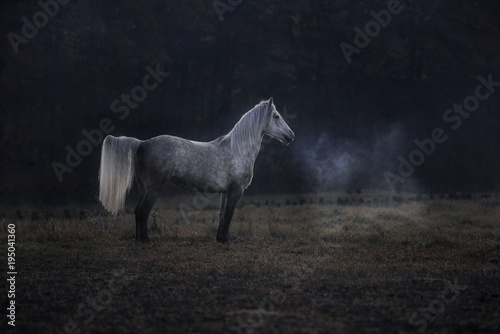 Fototapeta Naklejka Na Ścianę i Meble -  Weißes Connemara Pferd auf Koppel Weide 