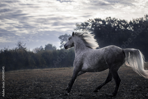 Weißes Connemara Pferd auf Koppel Weide 