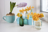 the Pale hyacint in blue cup and Blooming yellow Ornithogalum Dubium in a transparent bottle instead vase