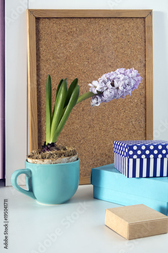 the pale hyacinth in a blue cup on the background of a cork board for writing