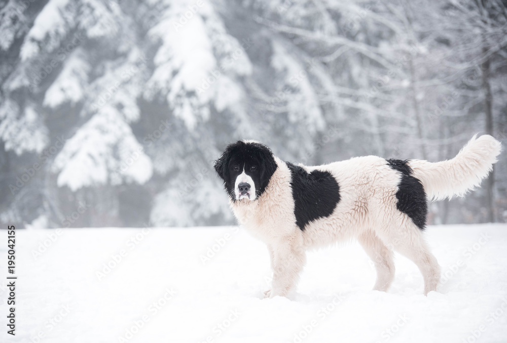 landseer in the snow winter white playing pure breed landseer in the snow winter white playing pure breed