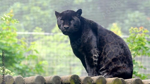 Black panther look to camera and turned back bored