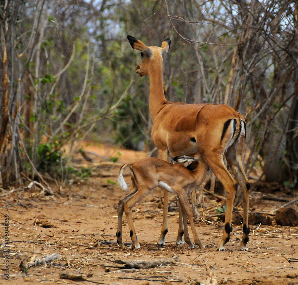 Un femmina di impala allatta il suo piccolo nella boscaglia del Chobe N.P. Un femmina di impala allatta il suo piccolo nella boscaglia del Chobe N.P.