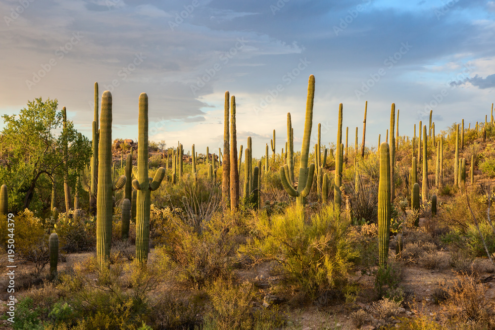 Cactus thickets in the rays of the setting sun, Saguaro National Park, southeastern Arizona, United States.