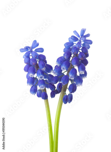 Two  flowers of  Muscari  isolated on white background. Grape Hyacinth