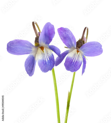 Two early spring flowers ( Viola odorata) isolated on white background. Shallow depth of field. Selective focus.