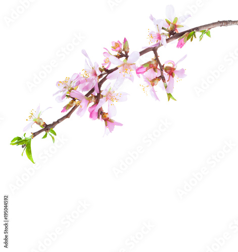 Blossoming Almond branch isolated on white background