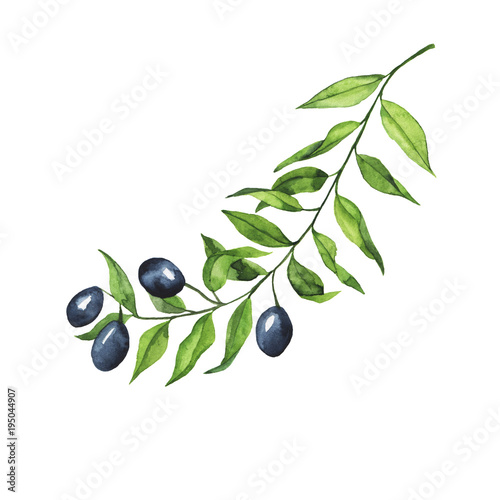 Olive branch isolated on white background. Hand drawn watercolor illustration.