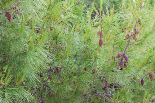 Pine cones and needles. Pinus halepensis.