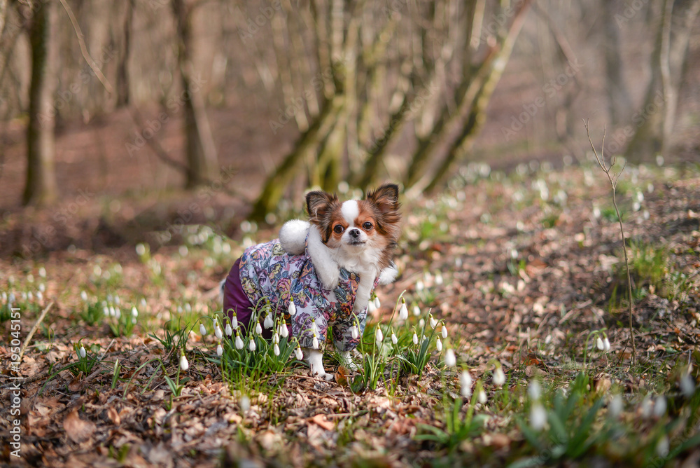 Fototapeta premium dog in snowdrops