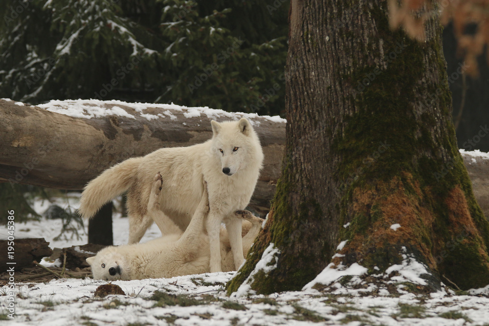 Loups blancs en hiver
