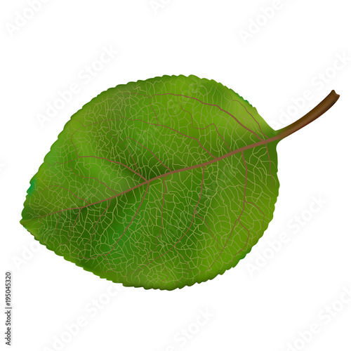 Vector illustration veins of a wood leaf isolated on a white background.