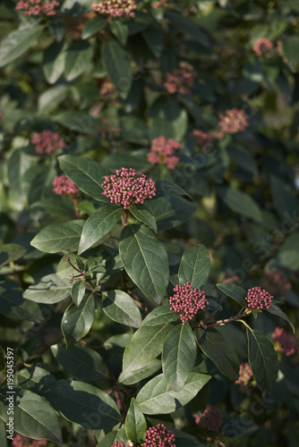 Viburnum tinus photo