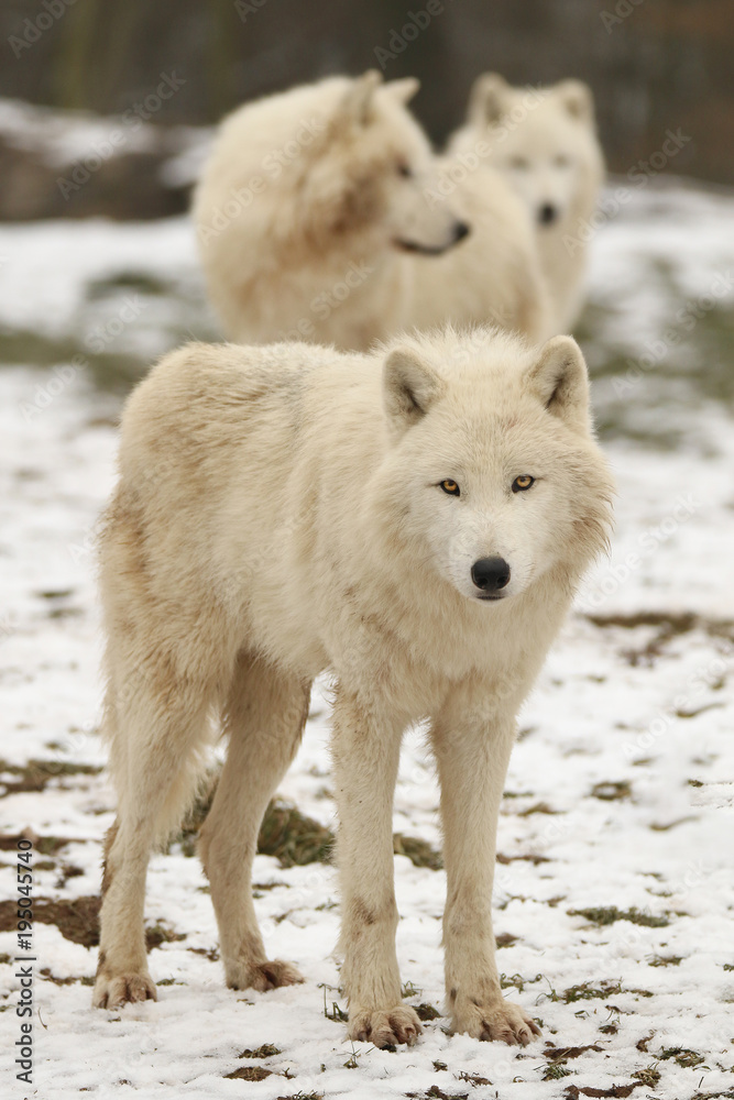 Loups blancs en hiver