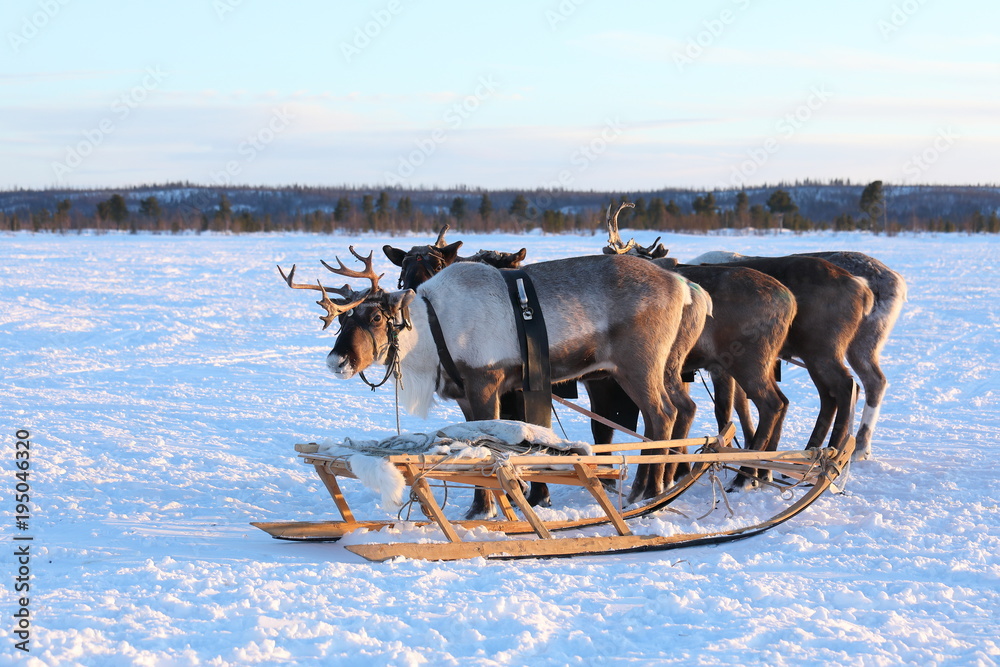 Fototapeta premium Reindeer sledding in the North of Siberia on a frosty evening