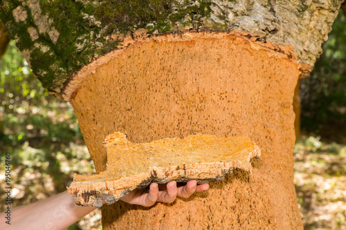 Hand holding Cork tree bark at tree trunk photo