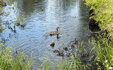 Duck and ducklings in the forest river