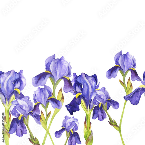 Seamless border with violet fleur de lis flowers isolated on white background. Hand drawn watercolor illustration.