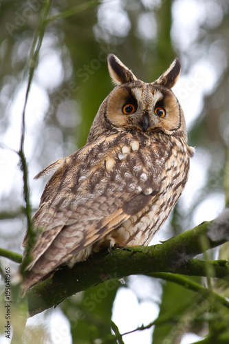 Short eared owl in a tree in the Netherlands