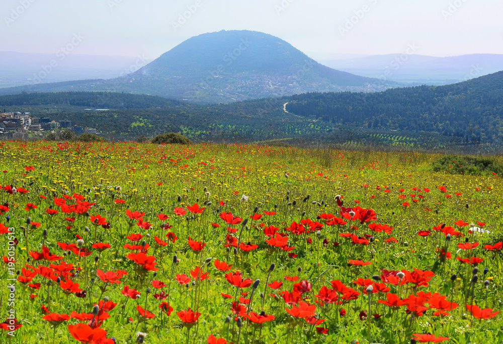 spring blooming of poppies in Galilee near the Nazareth, against the background biblical Mount Tabor, Israel