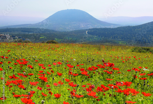 Fotografija spring blooming of poppies in Galilee near the Nazareth, against the background
