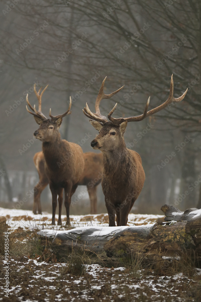 Cerf en hiver