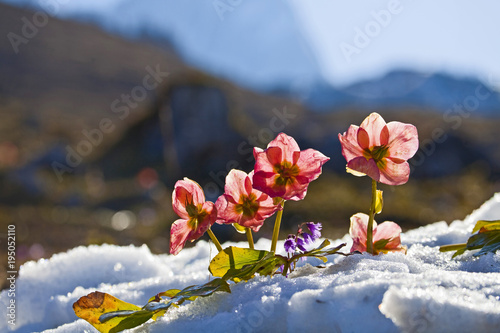 Fototapeta Naklejka Na Ścianę i Meble -  Rote Schneerosen im Sonnenlicht 