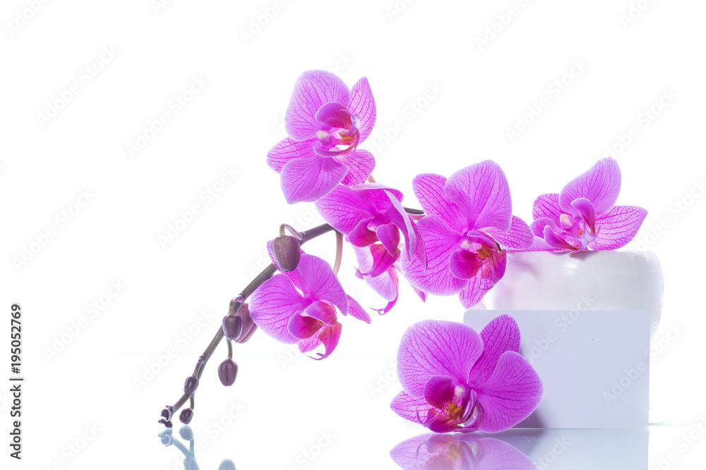beautiful Phalaenopsis orchid flowers beautiful Phalaenopsis orchid flowers