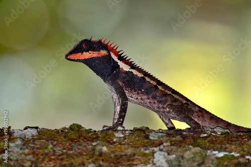 Portrait chameleon on branch with blurred background.