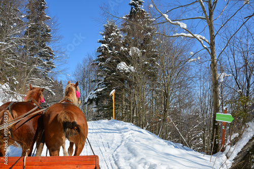 Walking on a frosty winter sunny day in sleigh with horse harness. Snow-covered road in the winter forest.