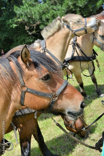 Chevaux pendant le pardon aux chevaux de l'île Saint-Gildas en Bretagne © aquaphoto