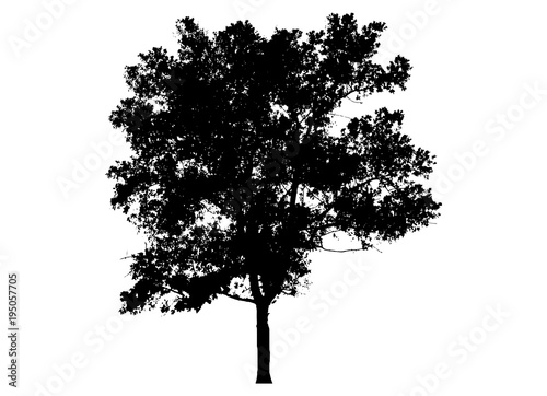 tree silhouette isolated on white background.