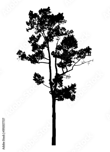 tree silhouette isolated on white background.