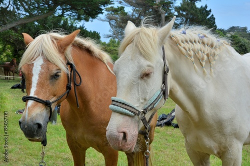 Chevaux pendant le pardon aux chevaux de l'île Saint-Gildas en Bretagne