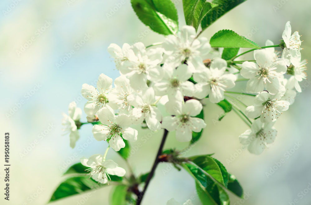 Blossom tree, spring nature background. Sunny day. Easter and blooming concept. Spring flowers with sun rays, copy space. Blossom tree, spring nature background. Sunny day. Easter and blooming concept. Spring flowers with sun rays, copy space.