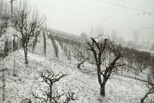 Italy, snowfall on the vineyards of Monferrato, Piedmont February 2018. In the foreground fruit trees, vineyards in the background. photo