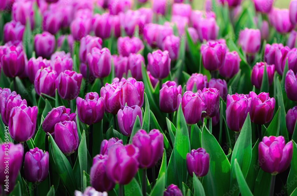 Violet, purple, lilac tulips background. Summer and spring concept, copy space. Tulip flowers field in sunlight. Soft selective focus. Spring landscape.