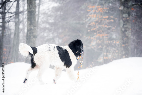 landseer dog pure breed in snow winter playing sport one