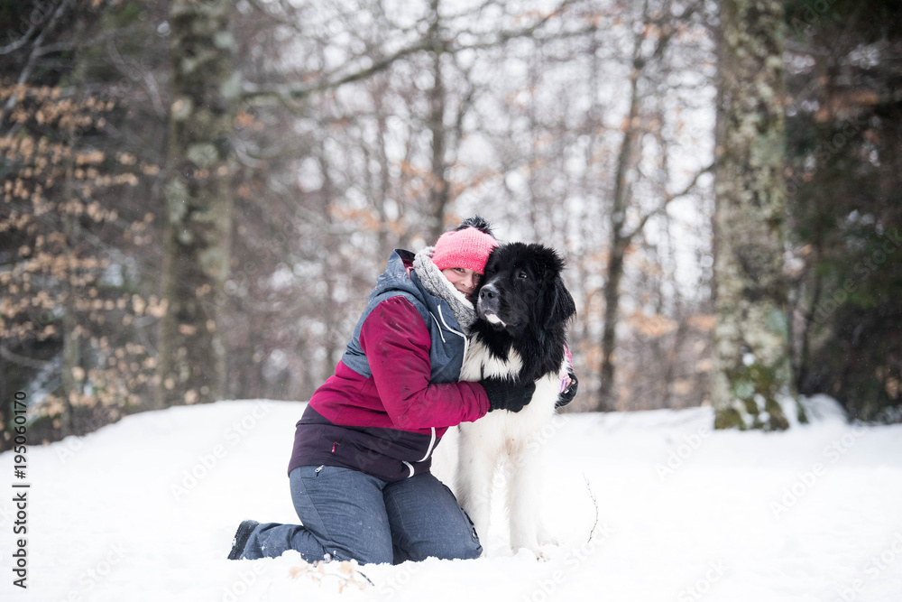 Φωτογραφία landseer dog pure breed in snow winter playing sport one