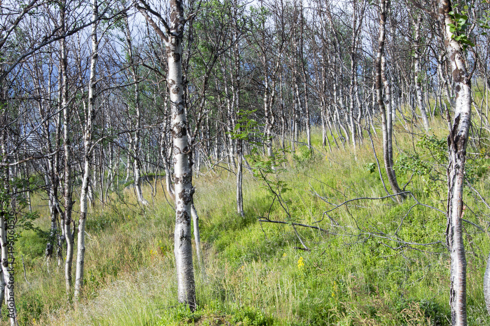 Fototapeta premium Forêt de bouleaux