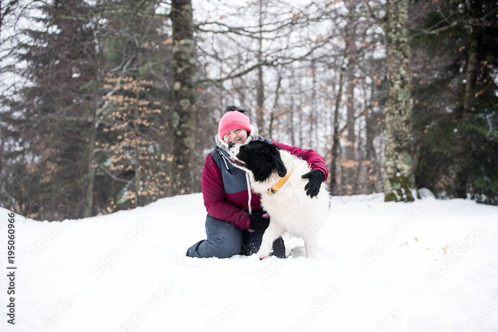 landseer dog pure breed in snow winter playing sport one landseer dog pure breed in snow winter playing sport one