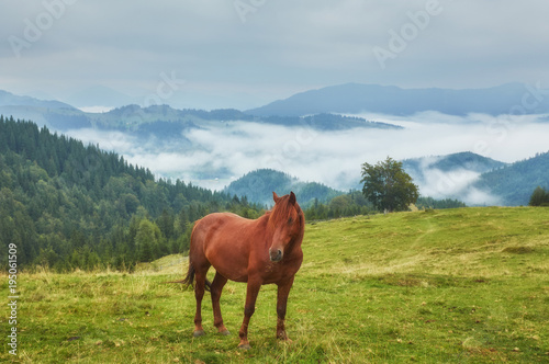 Brown horse grazing on the lawn on a background of mountains