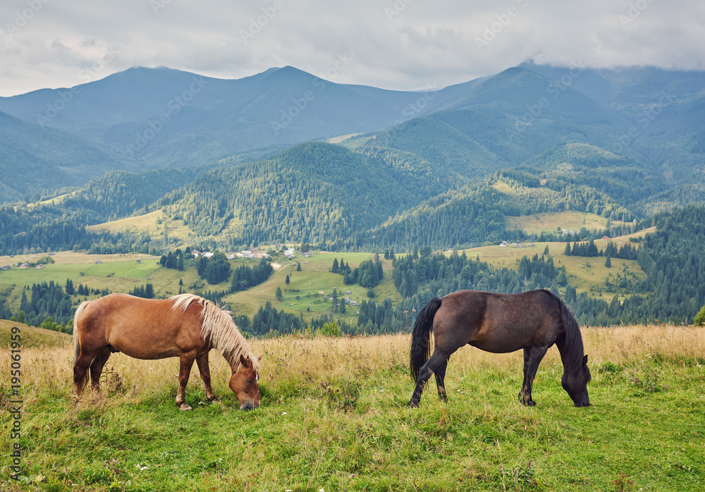 herd of horses is grazed against mountains