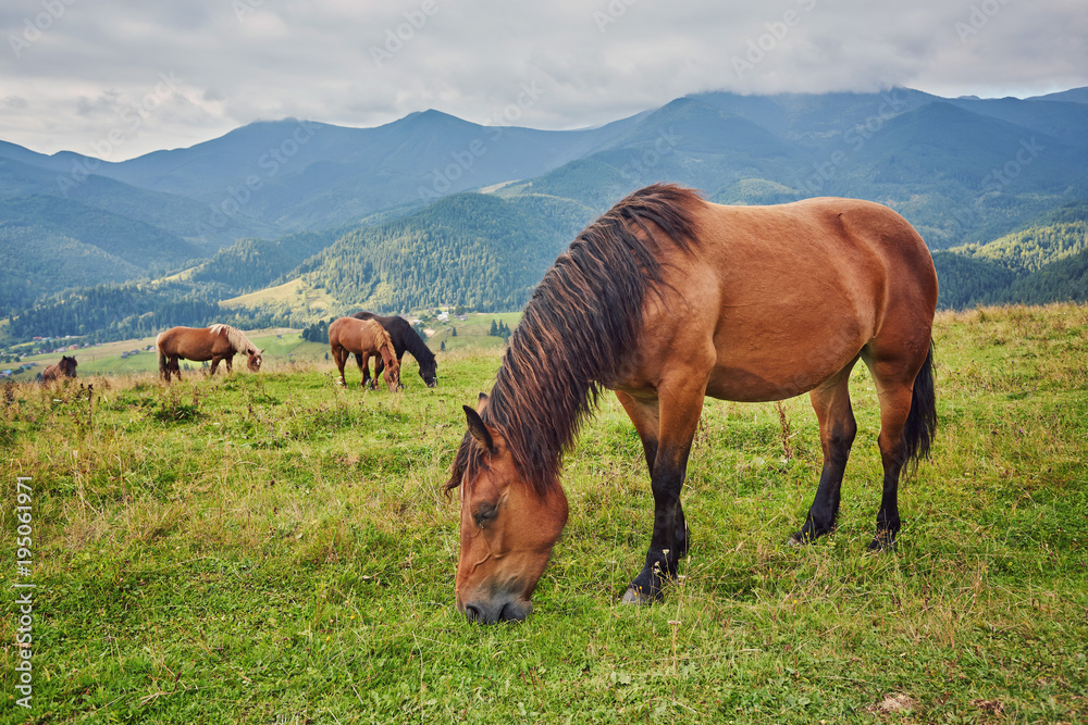 Horses in mountain valley. Beautiful natural landscape