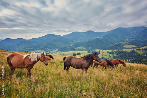 Horses, feeding on grass at high-land pasture at Carpathian Mountains in rays of sunset