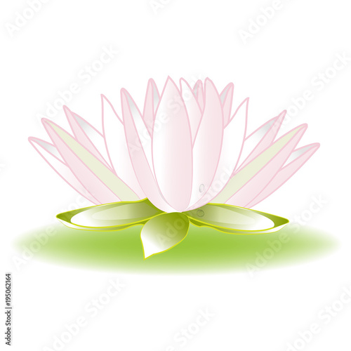 Fototapeta Naklejka Na Ścianę i Meble -  Lily lotus flower symbol logo 