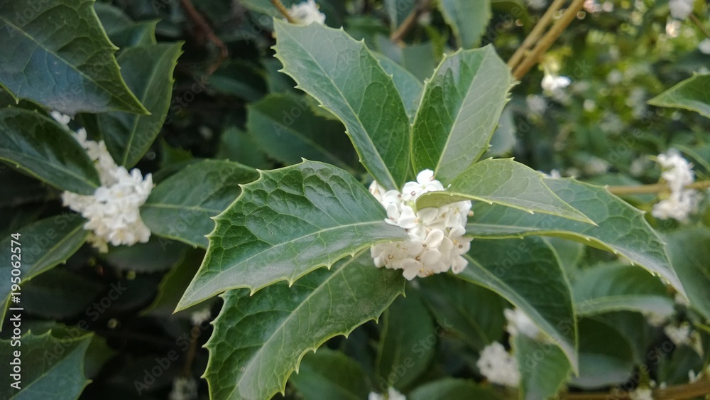 Fototapeta premium Leaf
