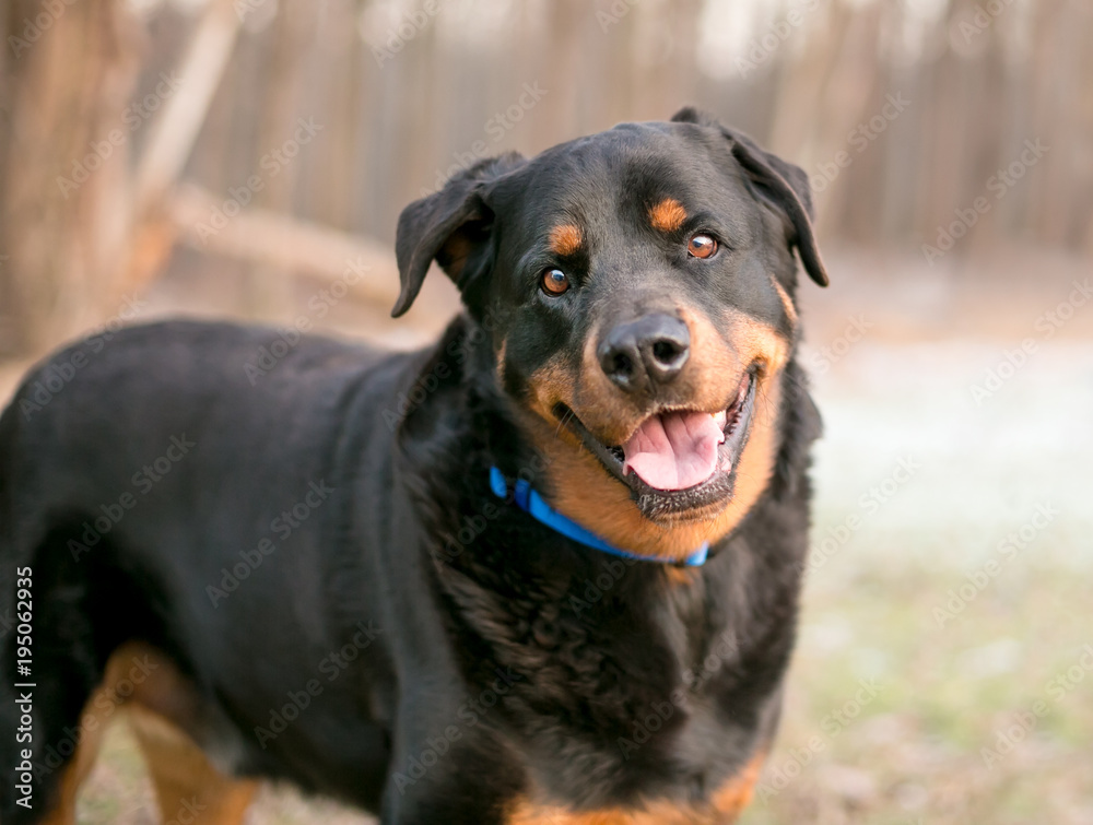 A happy Rottweiler dog looking at the camera with a head tilt