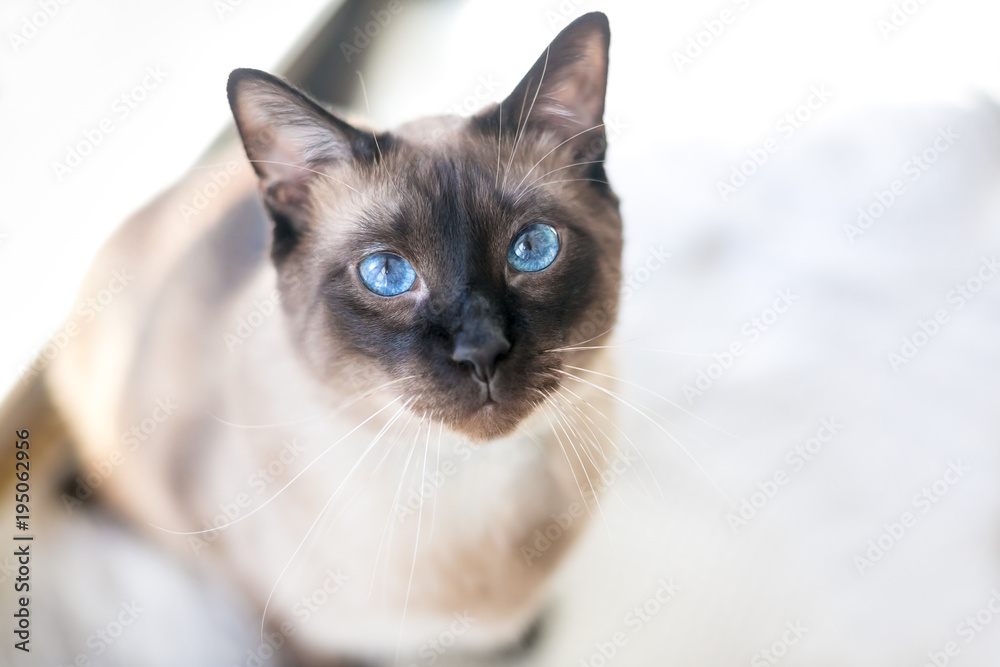 Portrait of a purebred Siamese cat with seal point markings and brilliant blue eyes